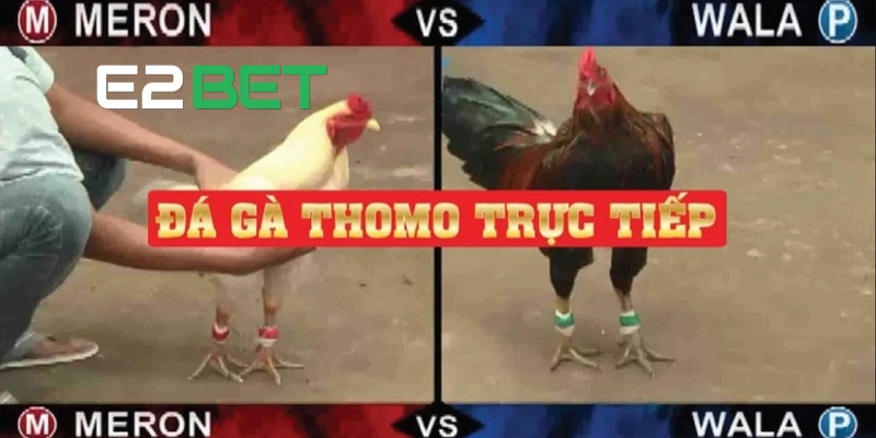 Có 3 loại kèo phổ biến cần biết khi chơi đá gà mạng tại E2BET